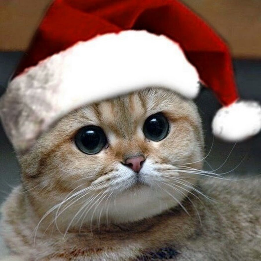 Кот в наушниках за компьютером