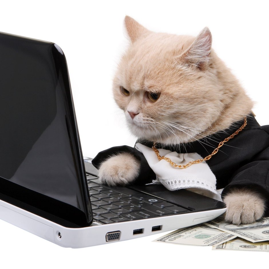 Кошка и компьютер
