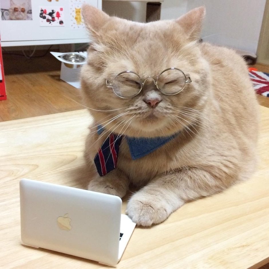 Котики и учеба