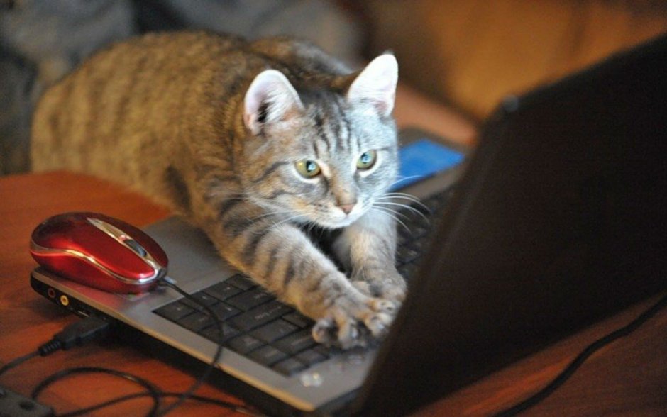 Умный кот в очках