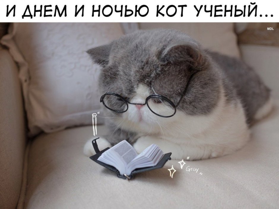 Умный кот в очках