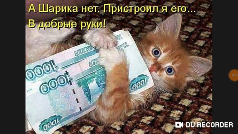 Котик за компьютером