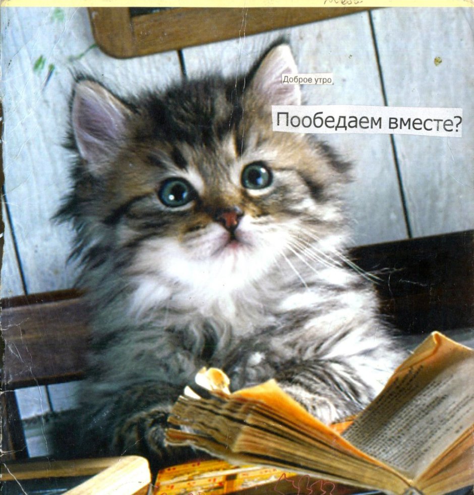 Объявления ищу кошку да я