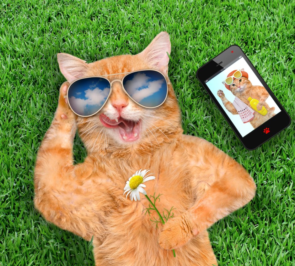 Кот в очках за компьютером