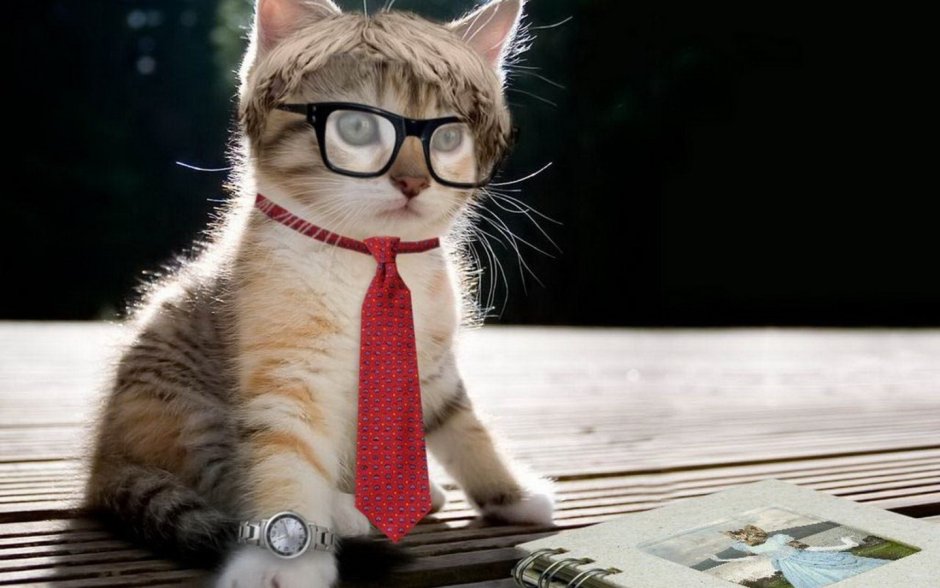 Умный кот в очках