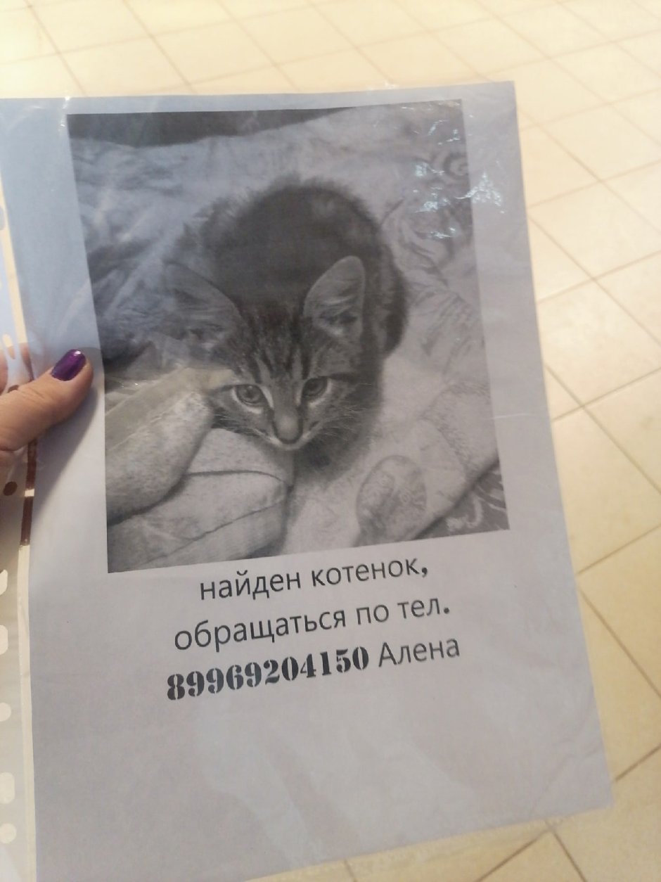 Милый котик в очках