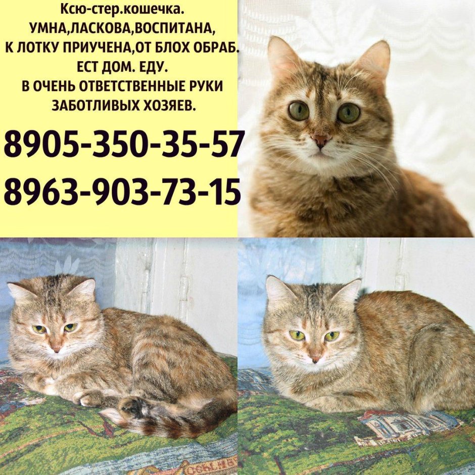 Наташа и коты