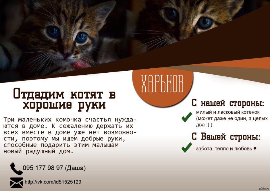 Кошка на полке