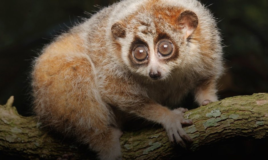 Лори галаго