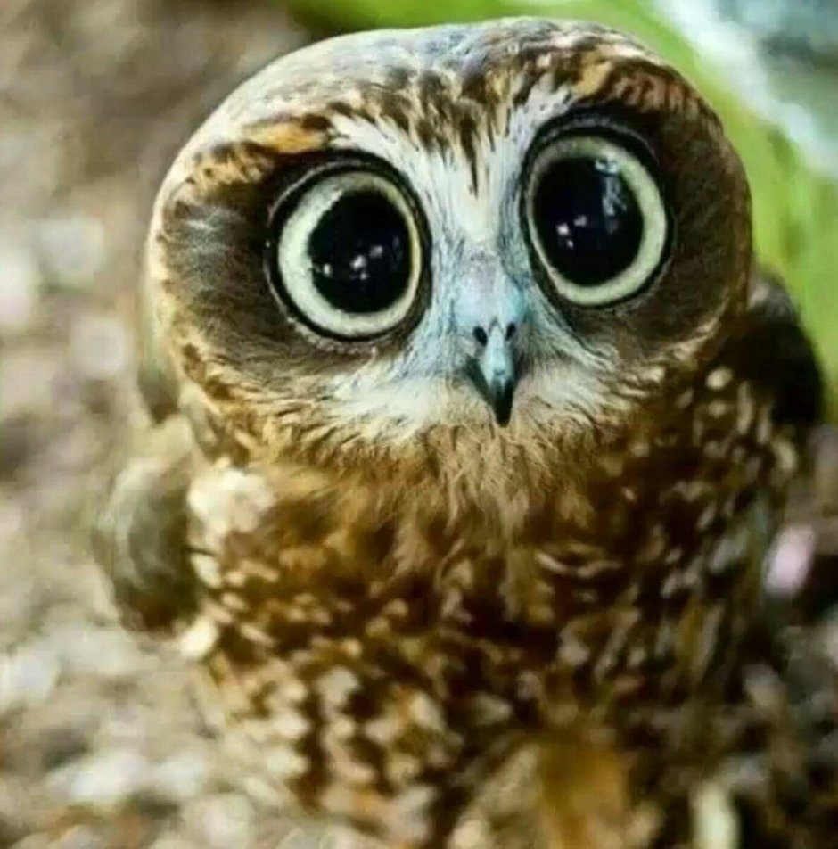 Смешные Совы