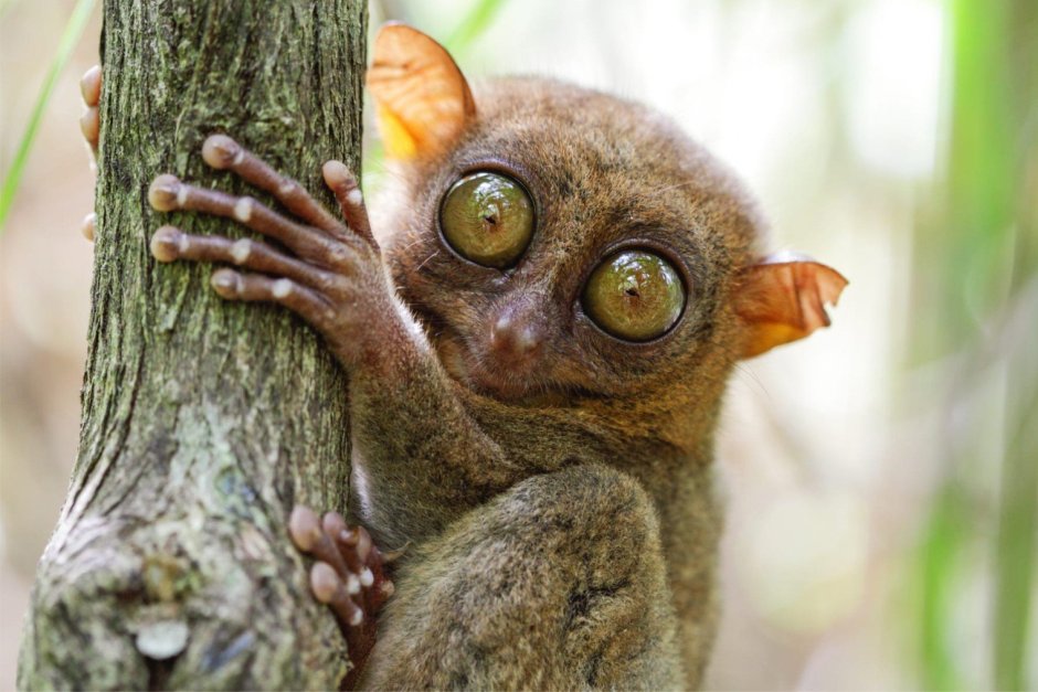 Африканский долгопят