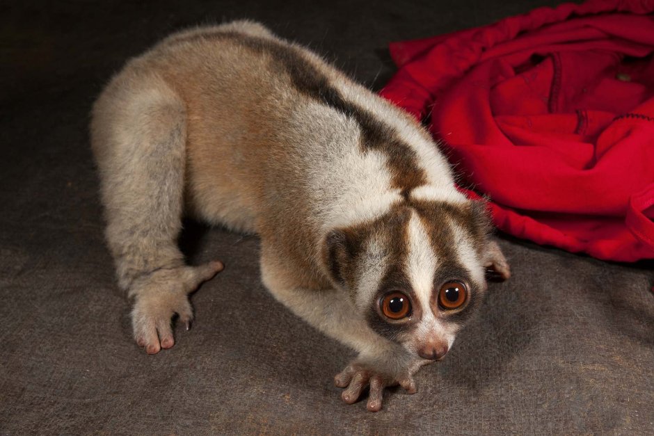 Карликовый лемур Лори