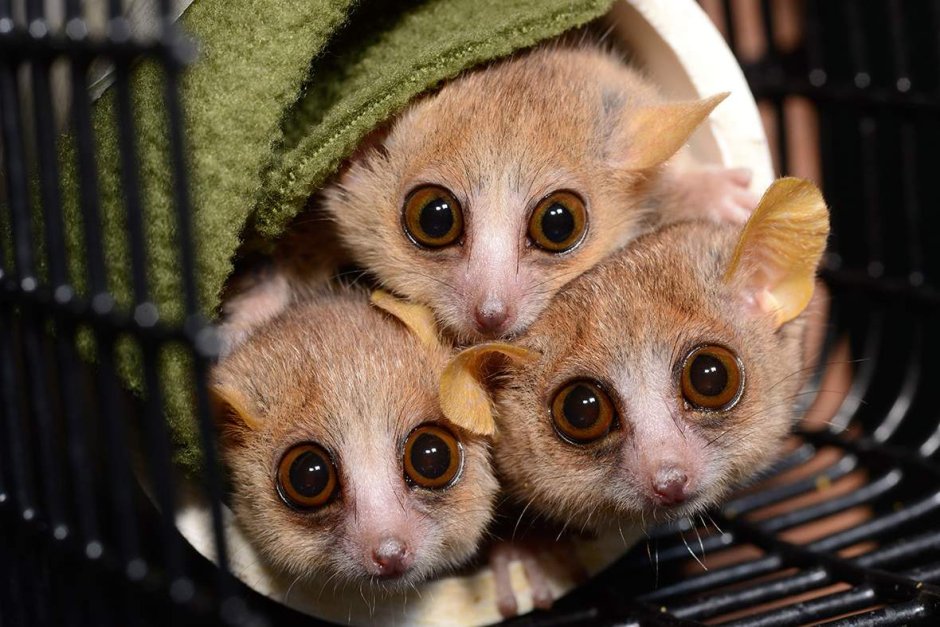 Карликовый мышиный лемур