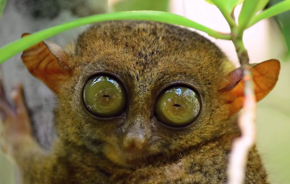 Западный долгопят