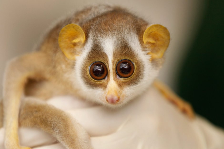 Яванский Лори