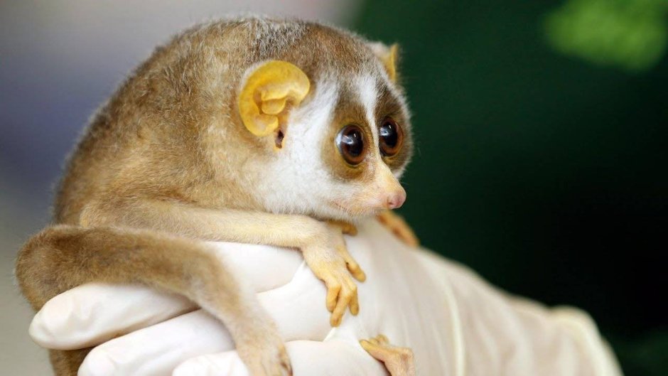 Лемур Лори