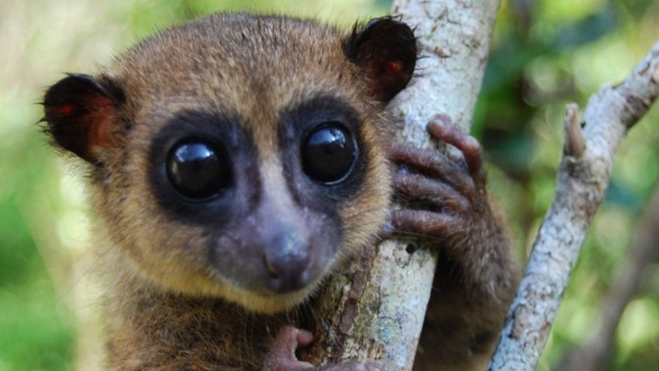 Лемур Лори Мадагаскар