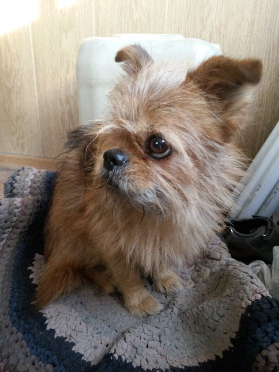 Метис корги и шпица