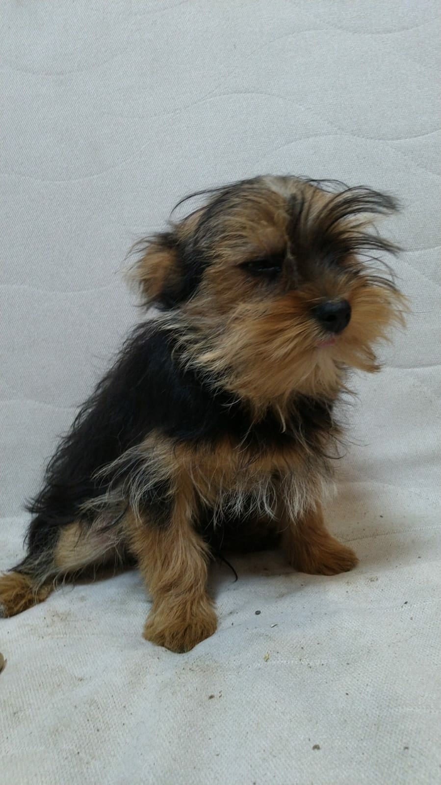 Чихуахуа помчи