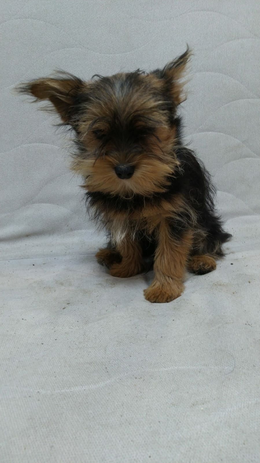 Метис шпица и Йорка щенки