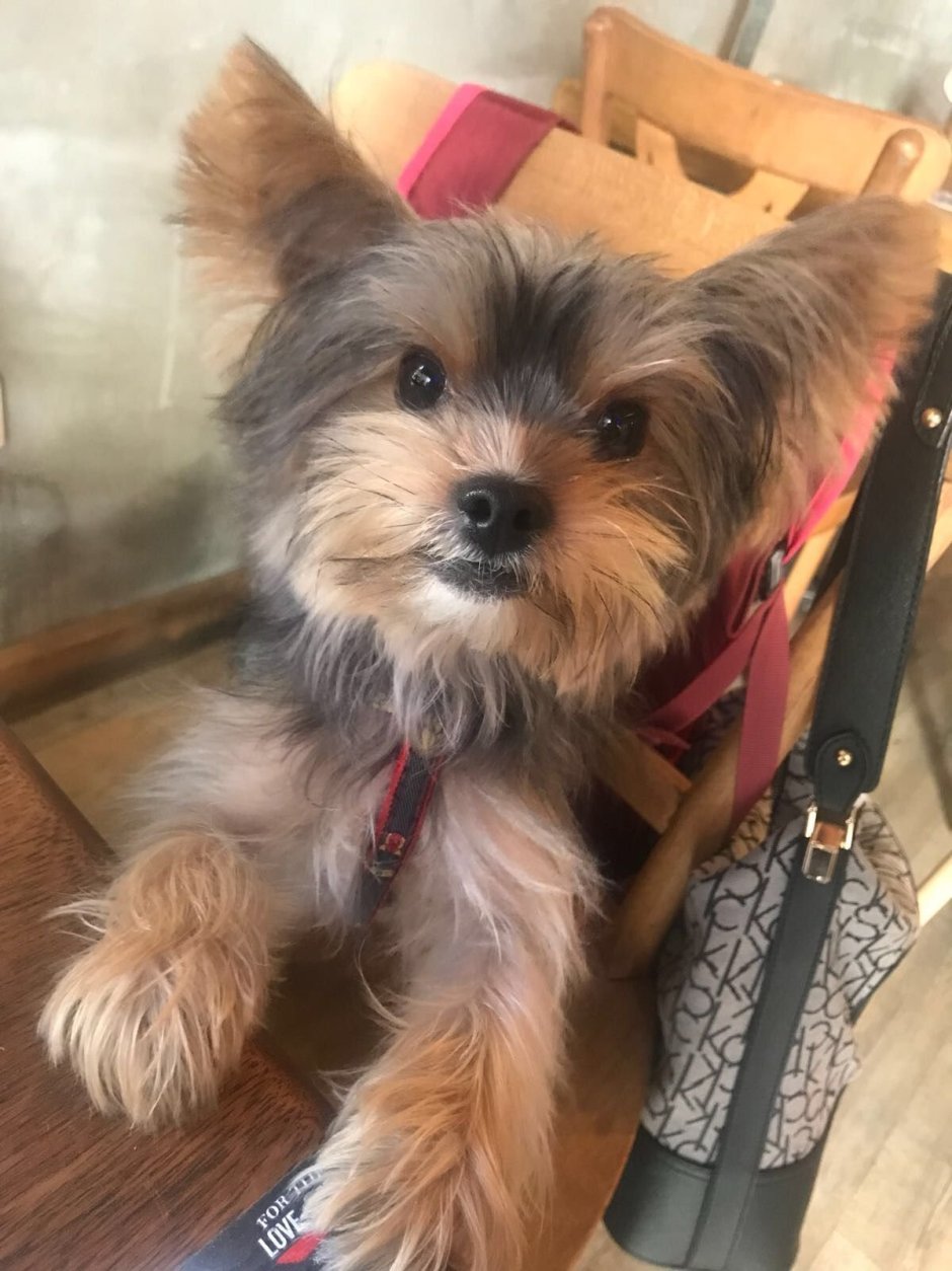 Помесь шпица и Йорка