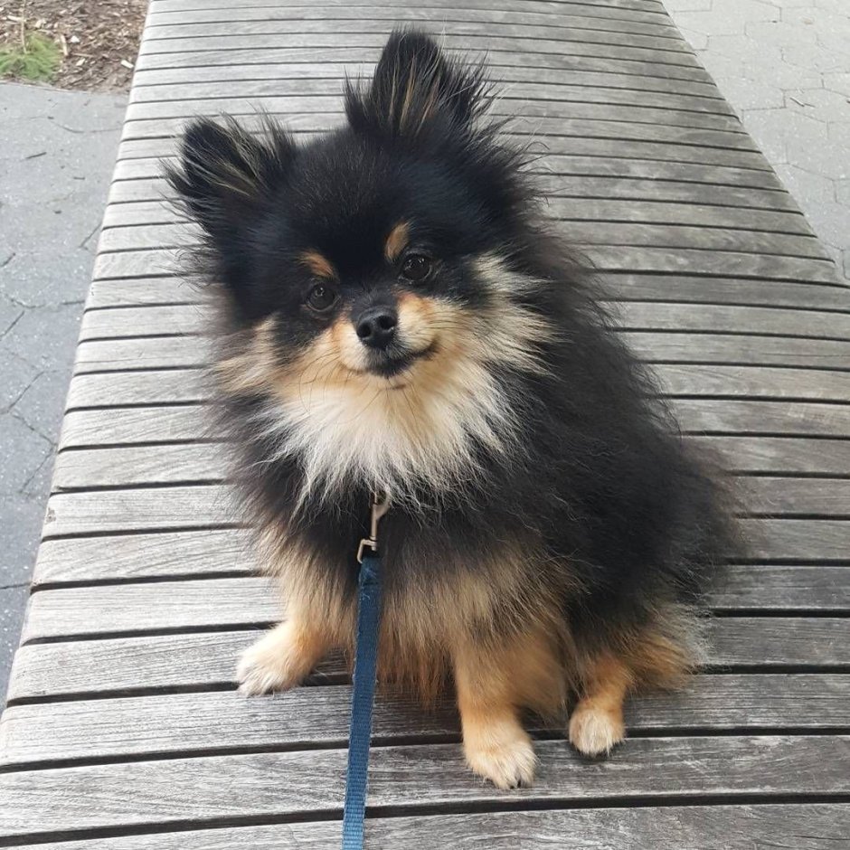 Смесь шпица и Йорка