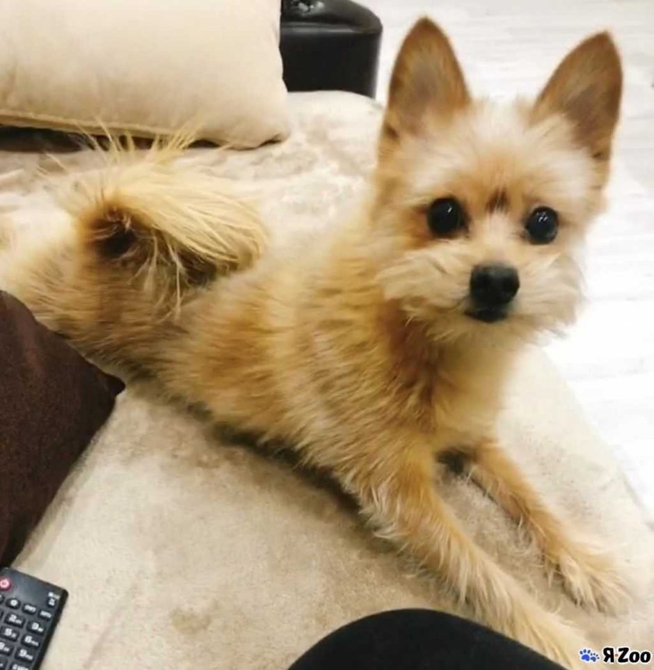 Помесь шпица и Йорка