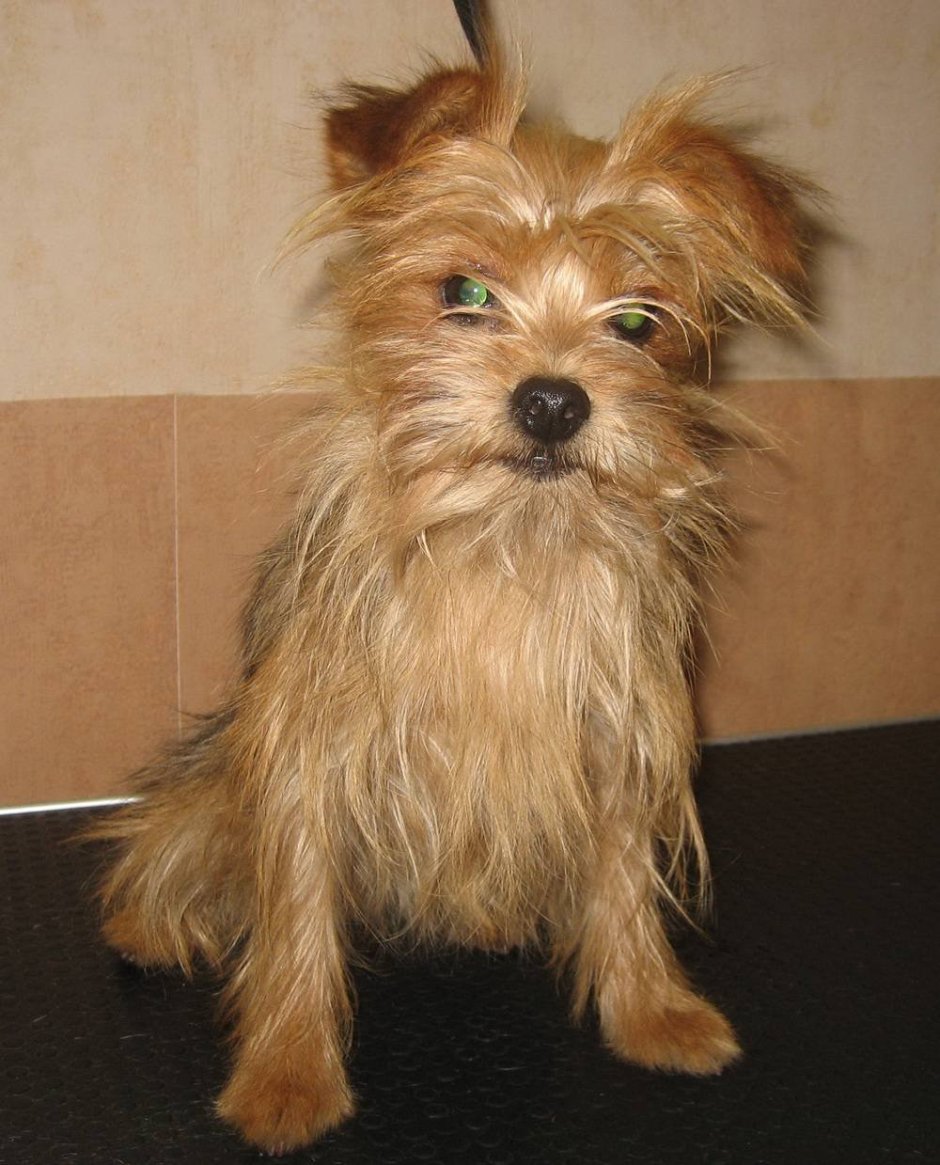 Помесь шпица и Йорка