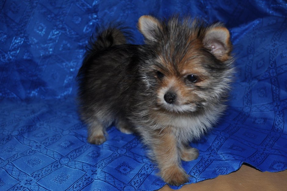 Мальтипу это смесь