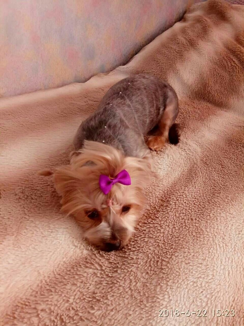 Шпиц плюс Йорк