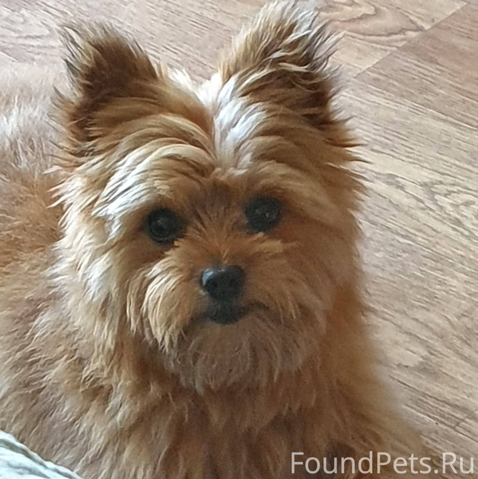 Метис померанского шпица и Йорка