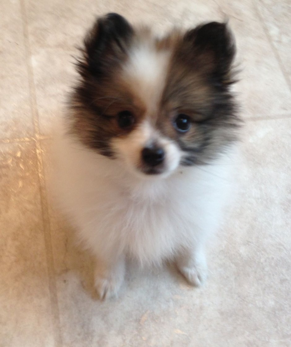 Метис Йорка и пекинеса