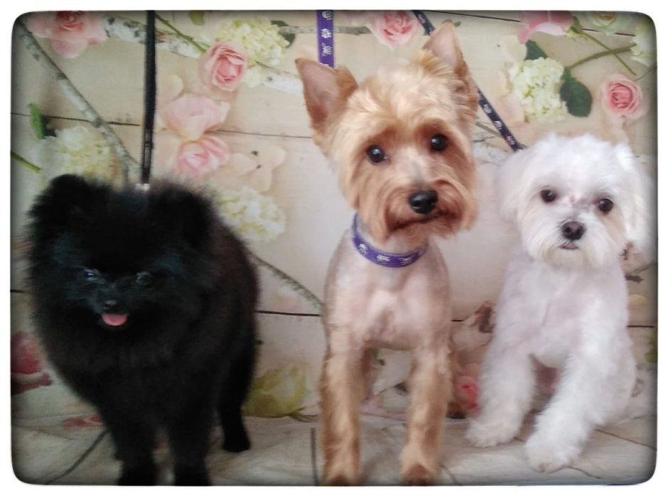 Метис пекинеса