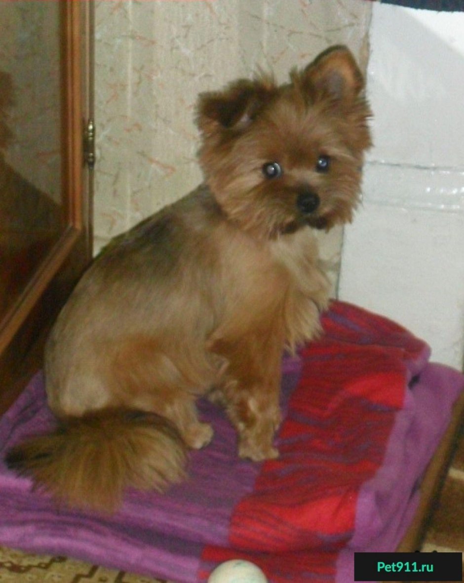 Помесь шпица и Йорка