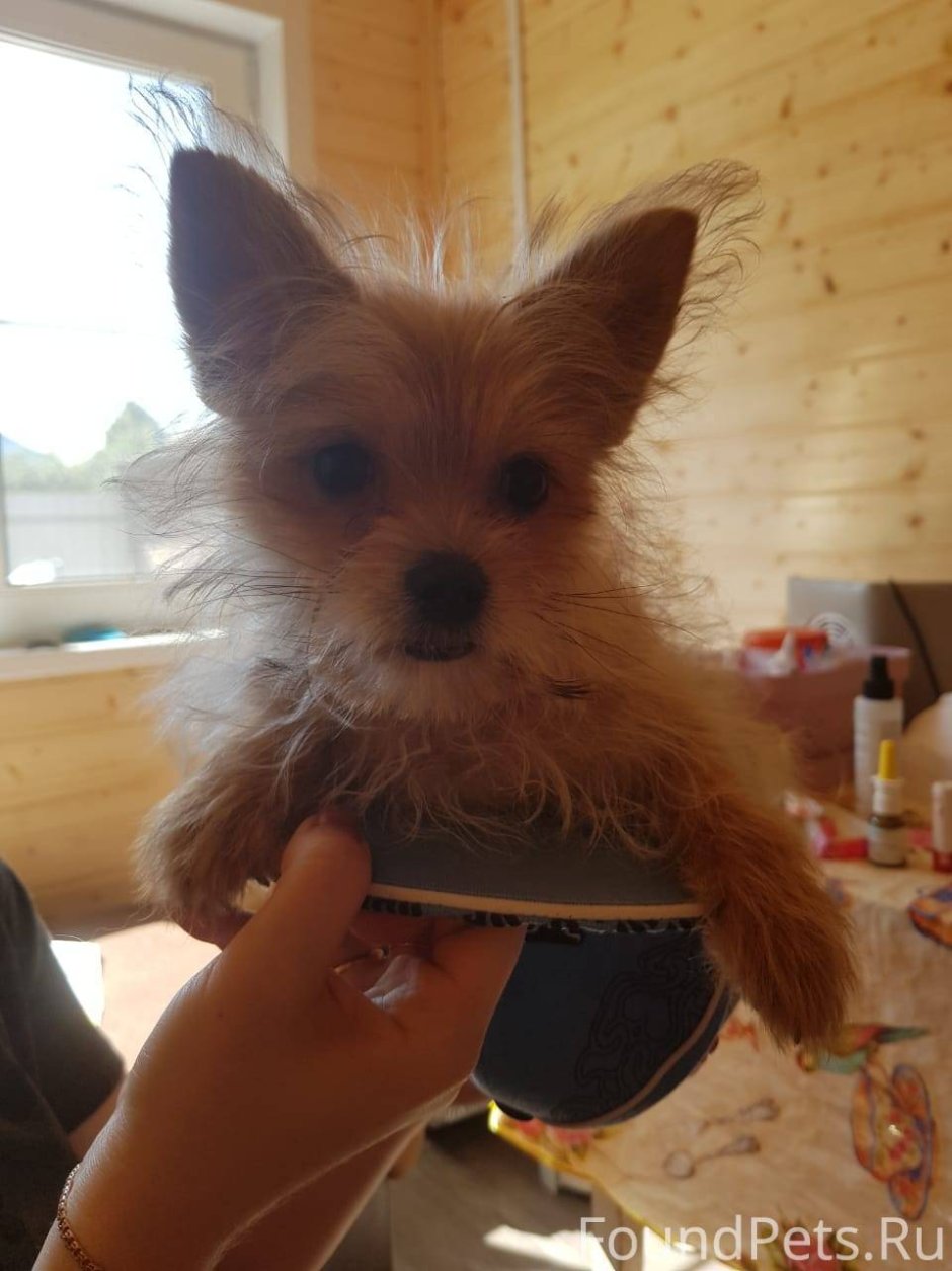 Йоркширский шпиц