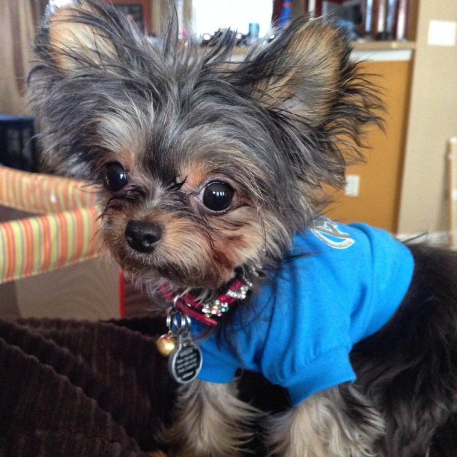 Помесь шпица и Йорка