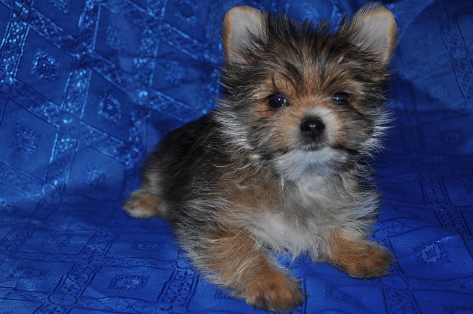 Метис Йорка и шпица