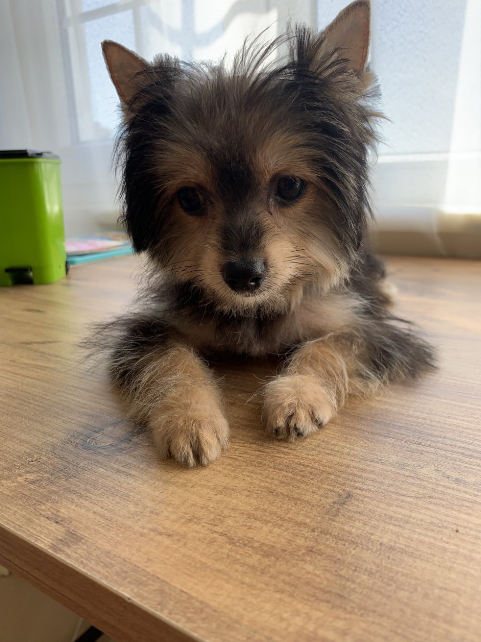 Помесь Йорка и мальтезе