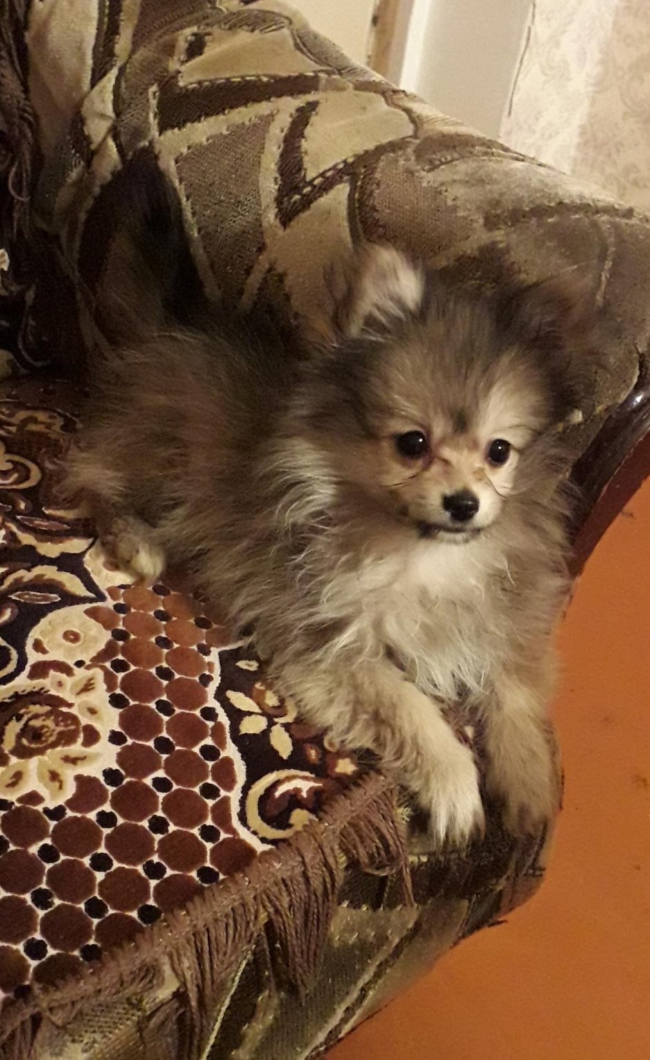 Смесь той терьера и шпица