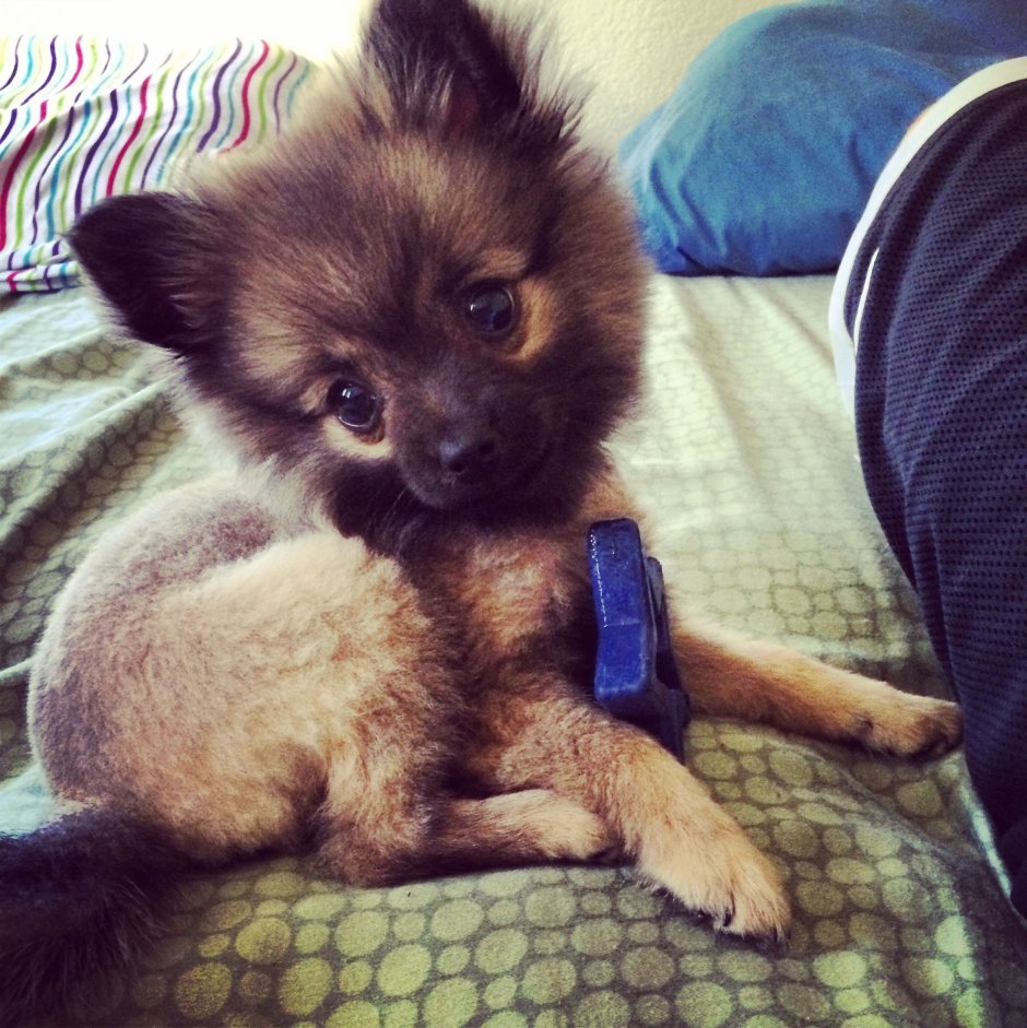 Длинношерстный чихуахуа и Йорк