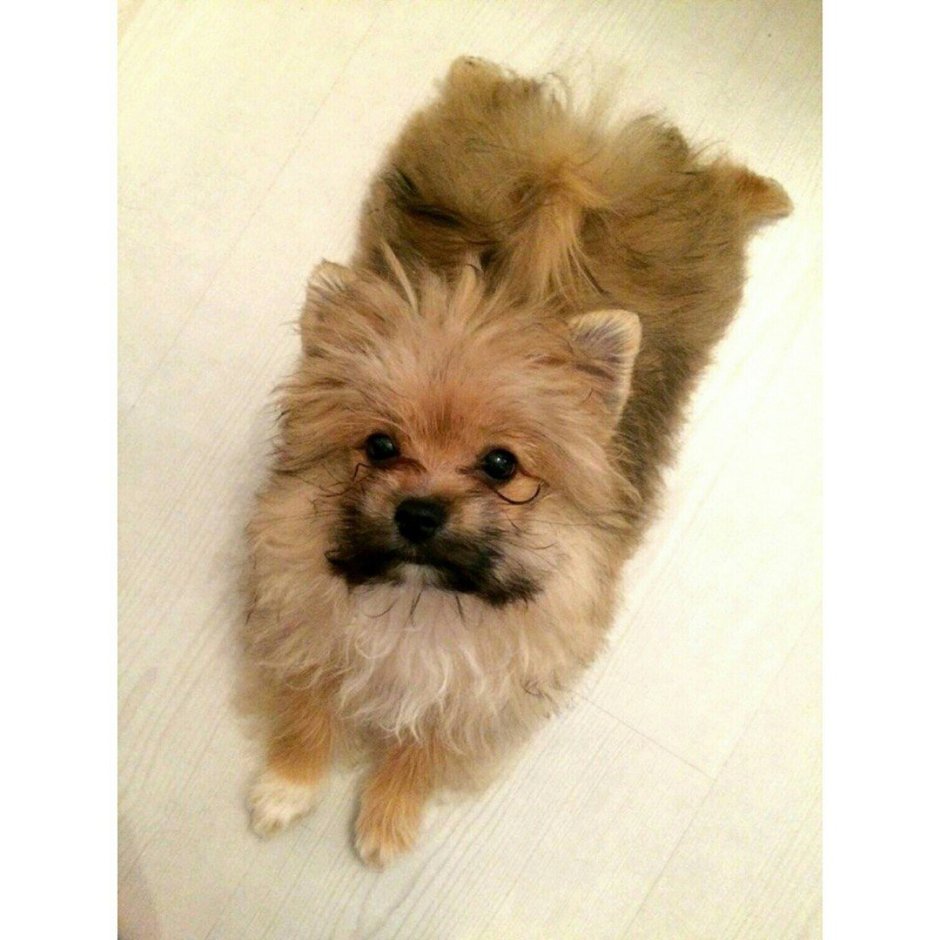 Смесь ши тцу и Йорка