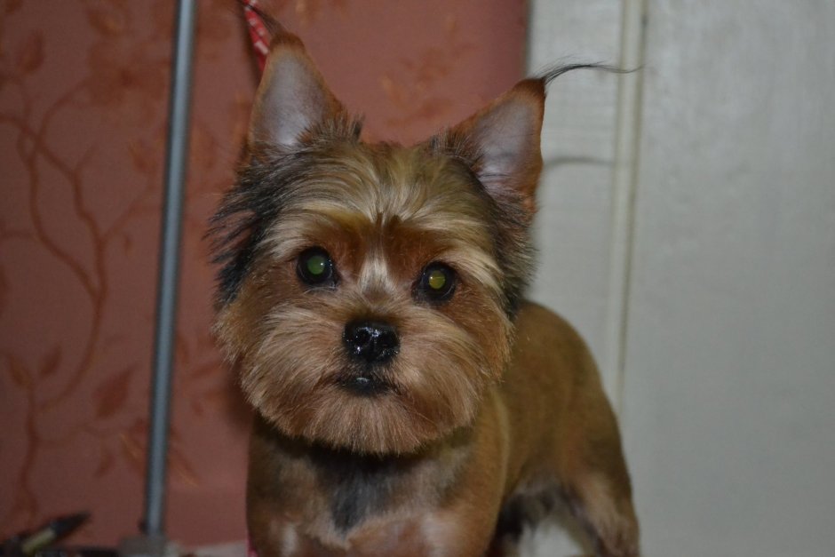 Джек Рассел Йорк помесь Йорка