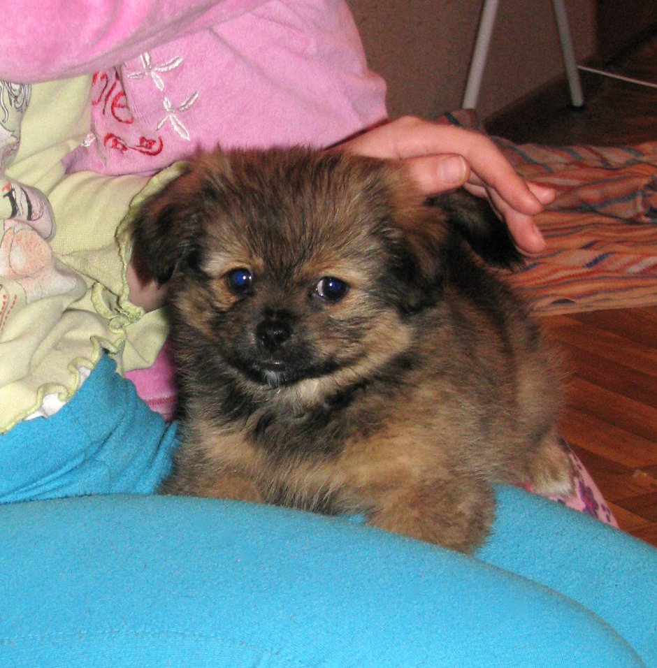 Шпиц и Йоркширский терьер смесь