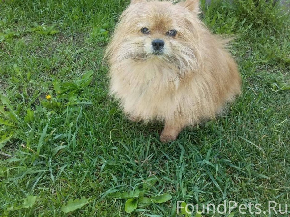 Метис шпица и Йорка щенки