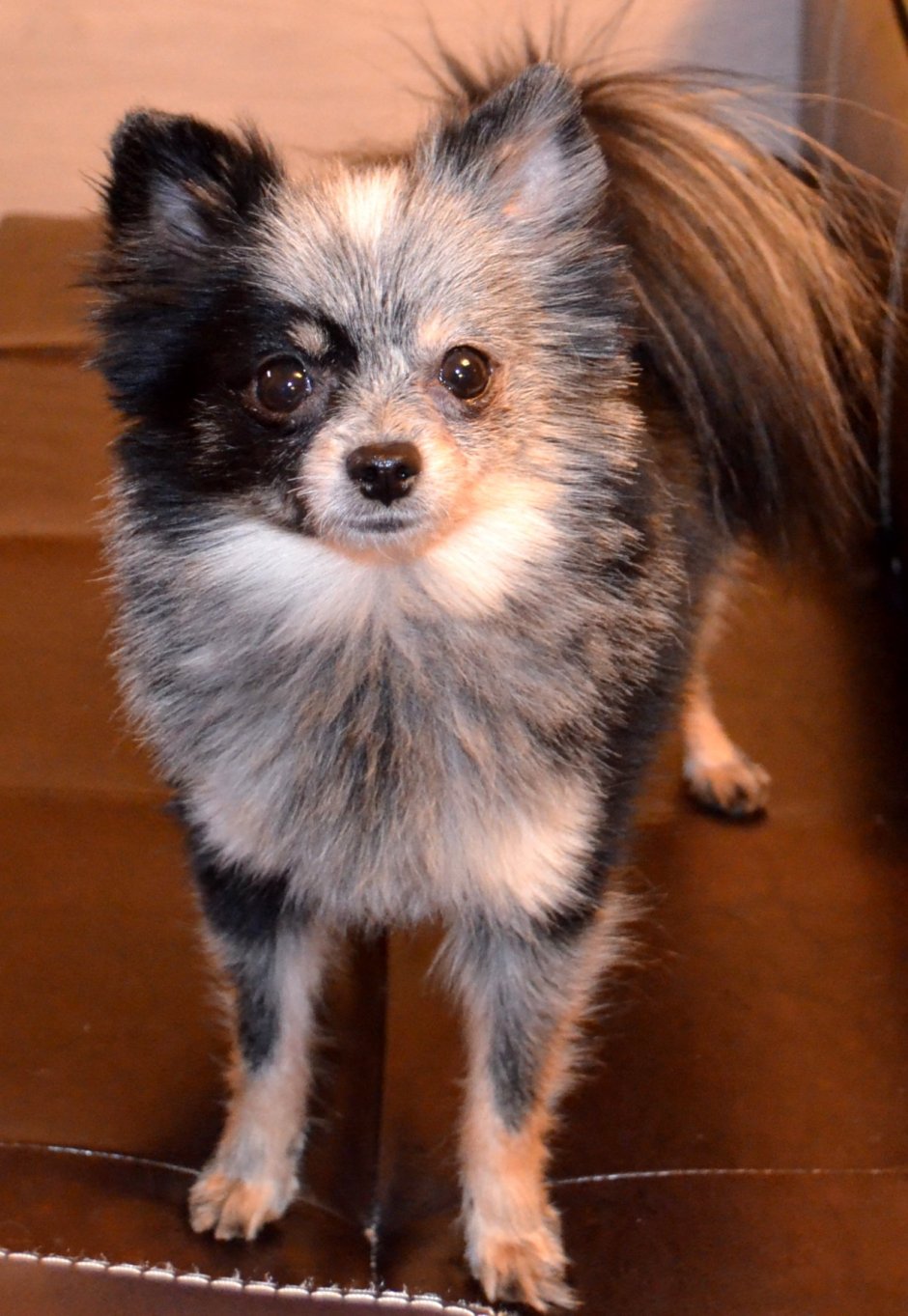 Помесь шпица и Йорка