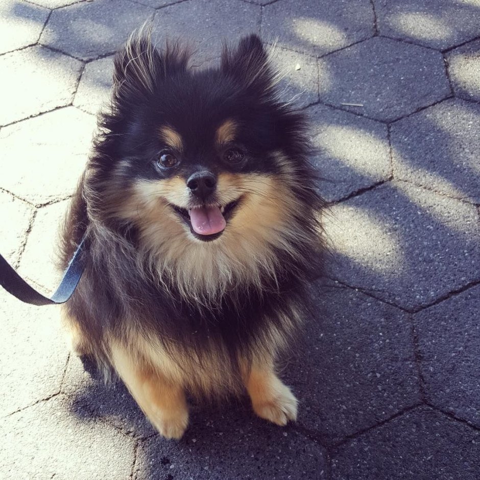 Метис Йорка и шпица