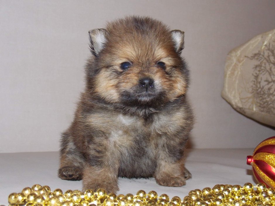 Померанский шпиц и Йоркширский терьер