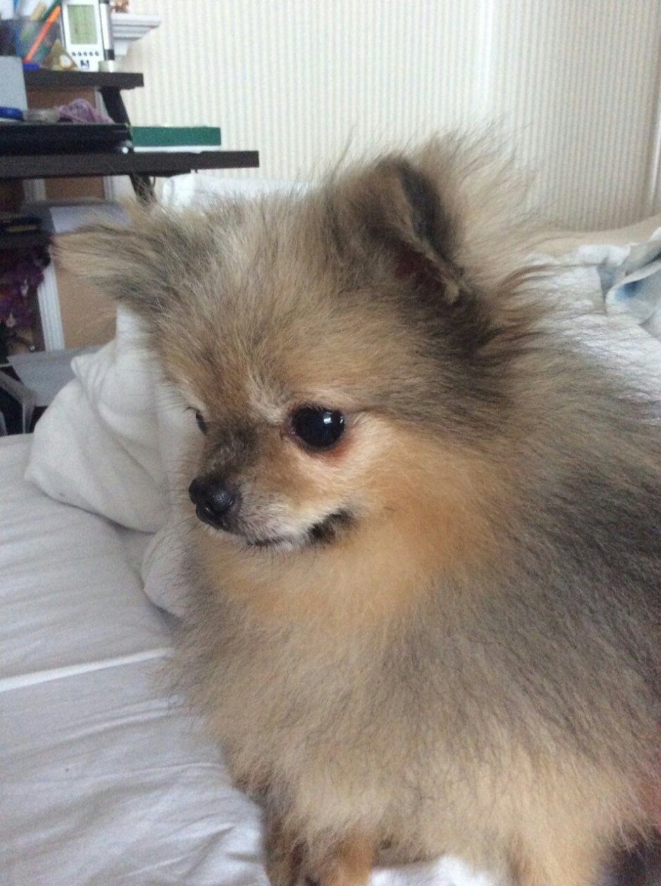 Помски мини