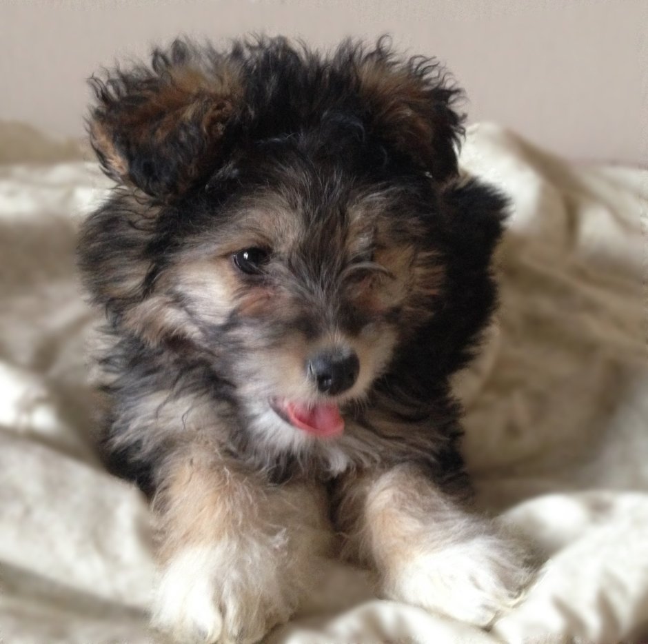 Помесь Лхаса Апсо