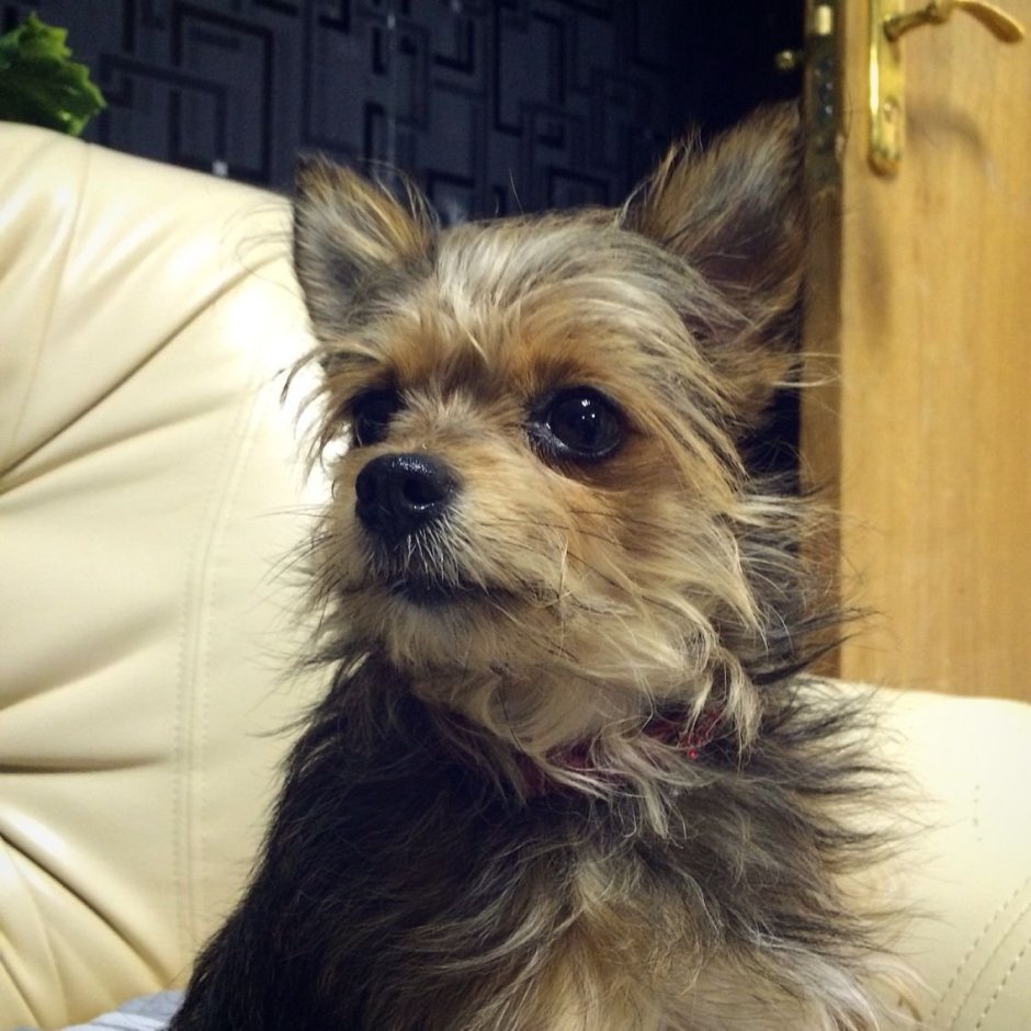 Метис чихуахуа и китайской хохлатой